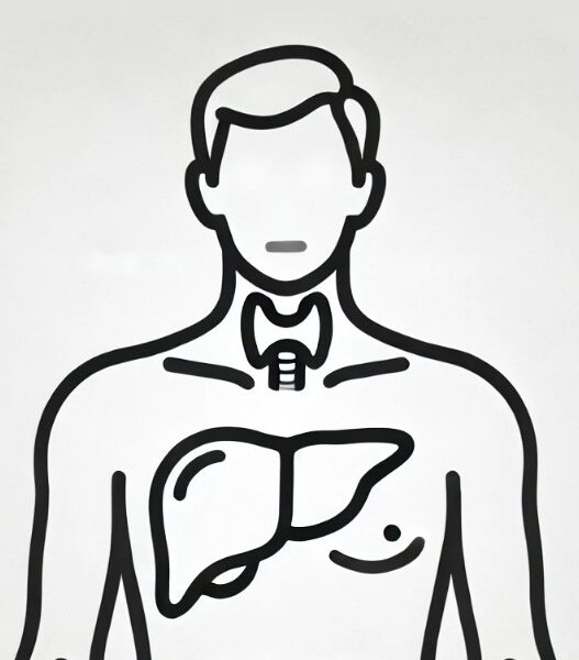 Hashimoto's and Liver Health. Sketch of a person highlighting the thyroid and liver, representing Hashimoto's and liver disease in the context of autoimmune and chronic diseases.