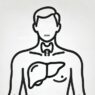 Hashimoto's and Liver Health. Sketch of a person highlighting the thyroid and liver, representing Hashimoto's and liver disease in the context of autoimmune and chronic diseases.