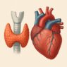 Hashimoto's and Heart Health – medical illustration of the thyroid gland and heart, highlighting the connection between thyroid dysfunction and cardiovascular health.