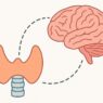 Hashimoto's and Brain Health. Thyroid and brain connection in Hashimoto’s disease showing how autoimmune thyroid conditions can cause brain fog, cognitive issues, and memory problems.