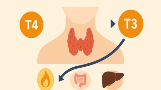 Thyroid hormone conversion illustration showing thyroid gland with arrows indicating T4 converting into T3, influenced by gut, liver, and inflammation.