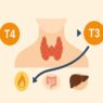 Thyroid hormone conversion illustration showing thyroid gland with arrows indicating T4 converting into T3, influenced by gut, liver, and inflammation.